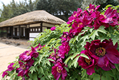 Green leaves, flowers decorate Gangjin