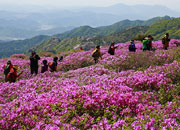 Hapcheon Hwangmaesan Royal Azalea Festival