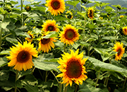 Taebaek Sunflower Festival