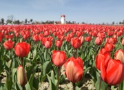 Sinan Tulip Festival