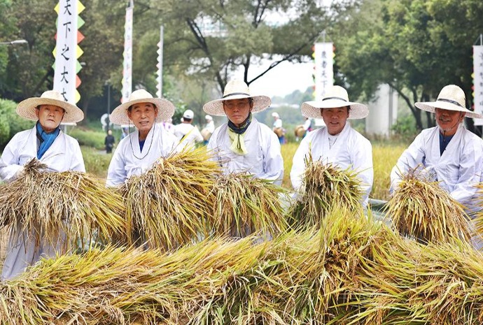 Rice harvesting experience in southern Seoul