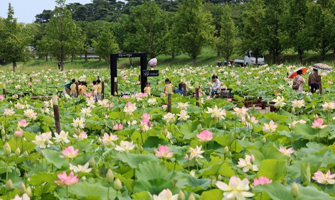 Lotus flowers in full bloom